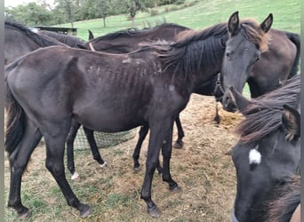 Caballo de deporte alemán, Yegua, 1 año, 170 cm, Morcillo