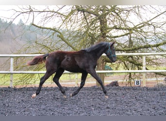 Caballo de deporte alemán, Yegua, 1 año, 170 cm, Negro