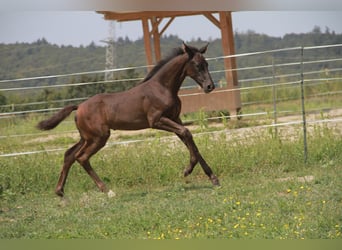 Caballo de deporte alemán, Yegua, 1 año, 170 cm, Negro