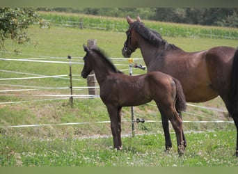 Caballo de deporte alemán, Yegua, 1 año, 170 cm, Negro
