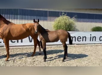 Caballo de deporte alemán, Yegua, 1 año, 170 cm, Tordo