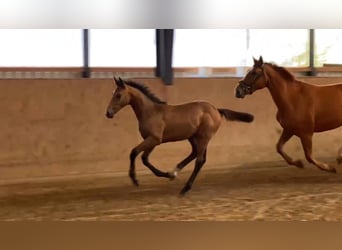 Caballo de deporte alemán, Yegua, 1 año, 170 cm, Tordo