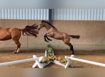 Caballo de deporte alemán, Yegua, 1 año, 170 cm, Tordo