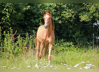 Caballo de deporte alemán, Yegua, 1 año, 172 cm, Alazán