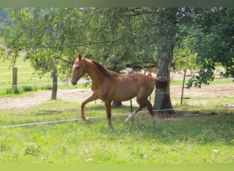 Caballo de deporte alemán, Yegua, 1 año, 172 cm, Alazán-tostado