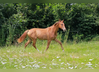 Caballo de deporte alemán, Yegua, 1 año, 172 cm, Alazán-tostado