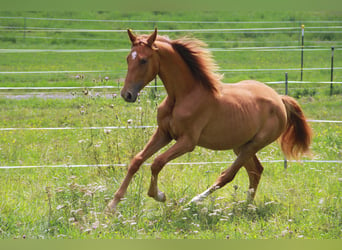 Caballo de deporte alemán, Yegua, 1 año, 172 cm, Alazán-tostado