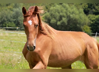 Caballo de deporte alemán, Yegua, 1 año, 172 cm, Alazán-tostado