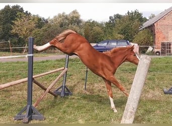 Caballo de deporte alemán, Yegua, 1 año, 172 cm