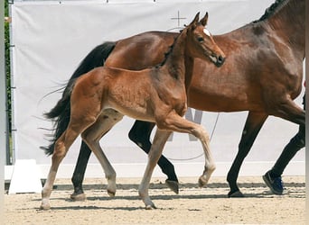 Caballo de deporte alemán, Yegua, 1 año, 174 cm, Castaño