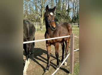 Caballo de deporte alemán, Yegua, 1 año, 174 cm, Castaño