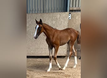 Caballo de deporte alemán, Yegua, 1 año, Alazán-tostado