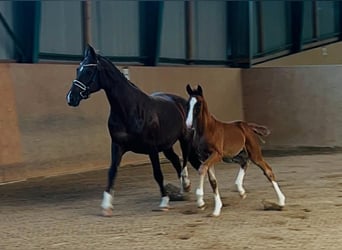 Caballo de deporte alemán, Yegua, 1 año, Alazán-tostado