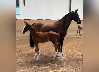 Caballo de deporte alemán, Yegua, 1 año, Alazán-tostado