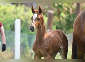 Caballo de deporte alemán, Yegua, 1 año, Alazán-tostado