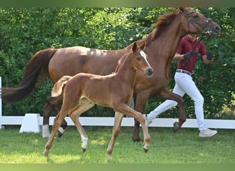 Caballo de deporte alemán, Yegua, 1 año, Alazán-tostado