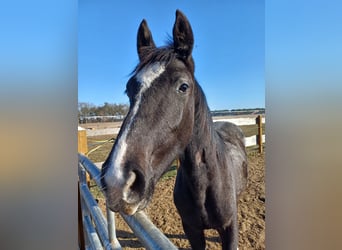 Caballo de deporte alemán, Yegua, 1 año