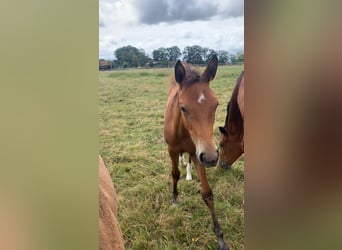 Caballo de deporte alemán, Yegua, 1 año, Castaño