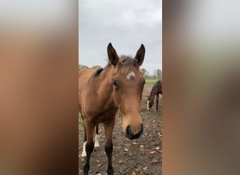 Caballo de deporte alemán, Yegua, 1 año, Castaño