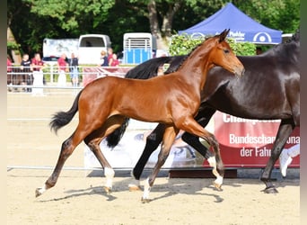 Caballo de deporte alemán, Yegua, 1 año, Castaño