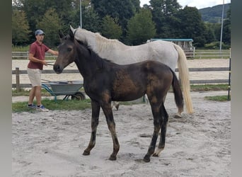 Caballo de deporte alemán, Yegua, 1 año, Castaño