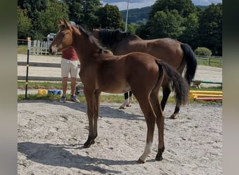 Caballo de deporte alemán, Yegua, 1 año, Castaño