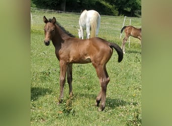 Caballo de deporte alemán, Yegua, 1 año, Castaño