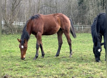 Caballo de deporte alemán, Yegua, 1 año, Castaño