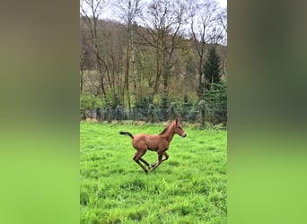 Caballo de deporte alemán, Yegua, 1 año, Castaño