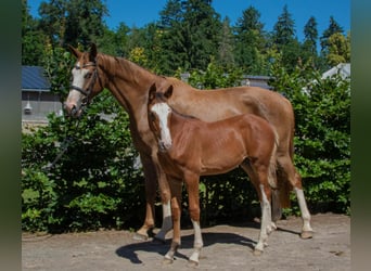 Caballo de deporte alemán, Yegua, 1 año, Castaño