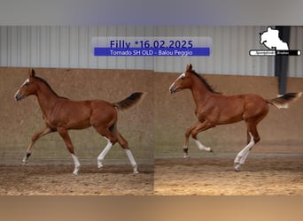 Caballo de deporte alemán, Yegua, 1 año, Castaño