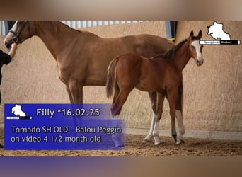 Caballo de deporte alemán, Yegua, 1 año, Castaño