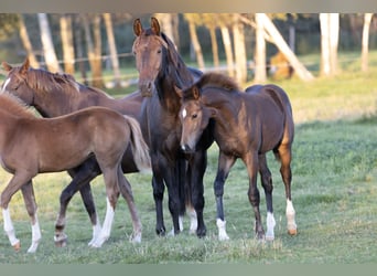 Caballo de deporte alemán, Yegua, 1 año, Castaño oscuro