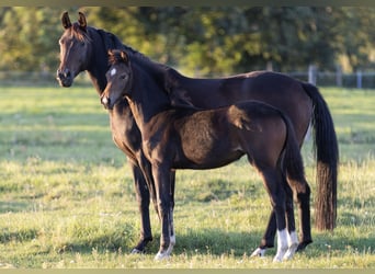 Caballo de deporte alemán, Yegua, 1 año, Castaño oscuro