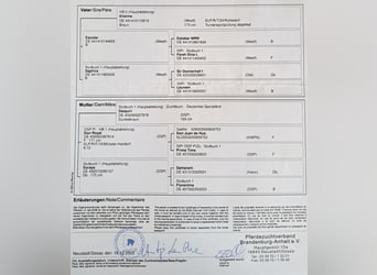Caballo de deporte alemán, Yegua, 1 año, Castaño oscuro