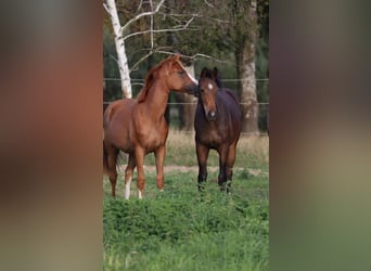 Caballo de deporte alemán, Yegua, 1 año, Castaño oscuro