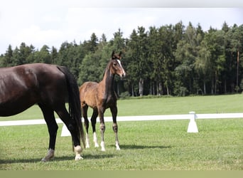 Caballo de deporte alemán, Yegua, 1 año, Castaño oscuro