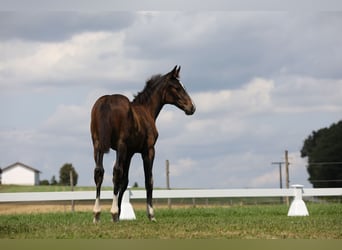 Caballo de deporte alemán, Yegua, 1 año, Castaño oscuro