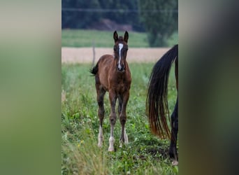 Caballo de deporte alemán, Yegua, 1 año, Castaño oscuro