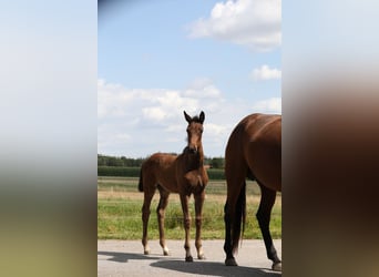 Caballo de deporte alemán, Yegua, 1 año, Castaño oscuro