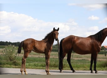 Caballo de deporte alemán, Yegua, 1 año, Castaño oscuro