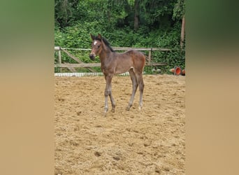 Caballo de deporte alemán, Yegua, 1 año, Castaño oscuro