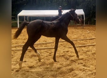 Caballo de deporte alemán, Yegua, 1 año, Castaño oscuro