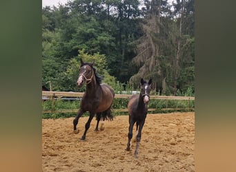 Caballo de deporte alemán, Yegua, 1 año, Castaño oscuro