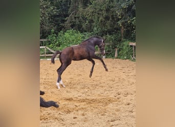 Caballo de deporte alemán, Yegua, 1 año, Castaño oscuro