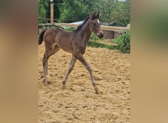 Caballo de deporte alemán, Yegua, 1 año, Castaño oscuro