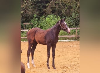 Caballo de deporte alemán, Yegua, 1 año, Castaño oscuro