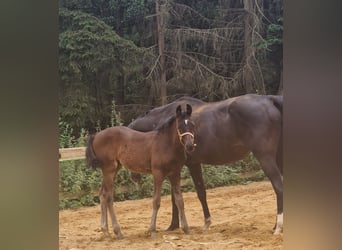 Caballo de deporte alemán, Yegua, 1 año, Castaño oscuro