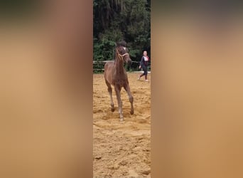 Caballo de deporte alemán, Yegua, 1 año, Castaño oscuro