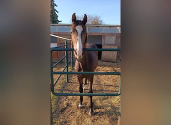 Caballo de deporte alemán, Yegua, 1 año, Castaño oscuro